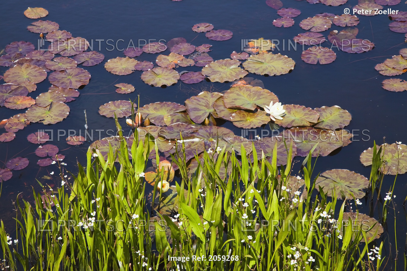 Lily Pads In A Lake Near Dunmanus Bay; County Cork, Ireland