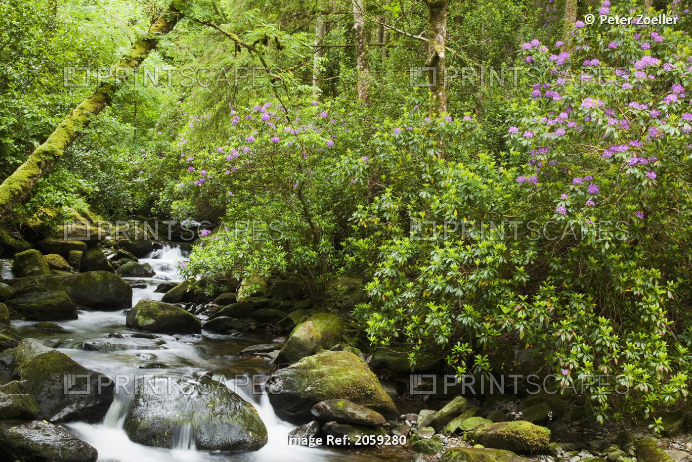Water Flowing Down A River Surrounded By Lush Trees Near Torc Waterfall; ...