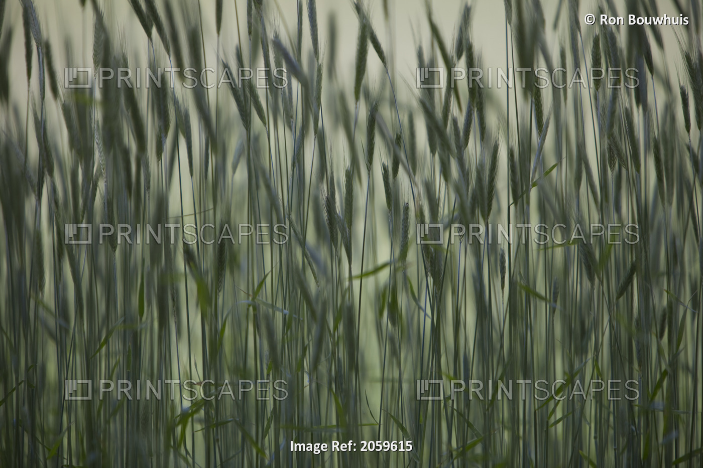 Long Grass In Farm Field