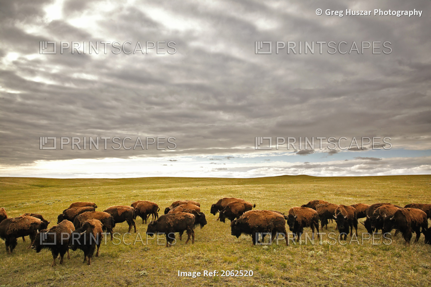Bison Grazing, Saskatchewan, Canada
