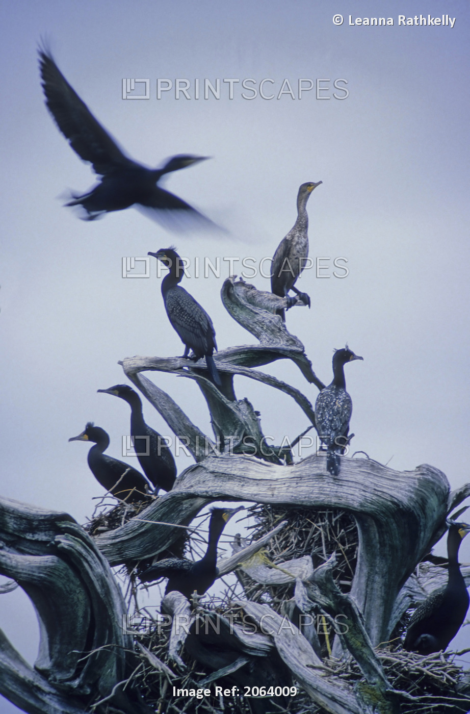 Cormorants Fly Above Driftwood, Grey Sky, Galiano Island, Bc