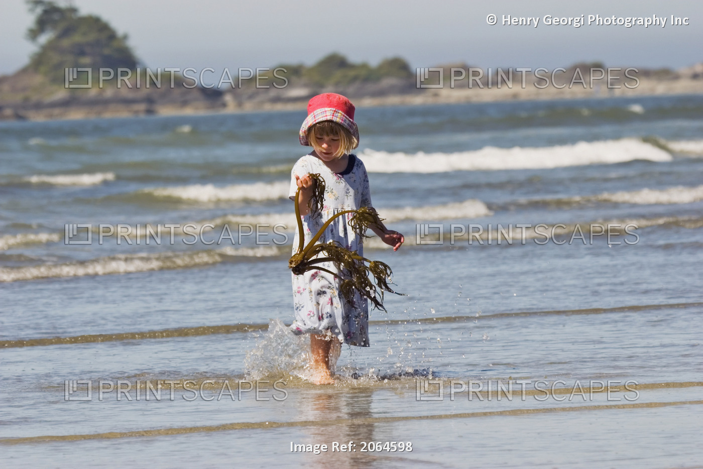Young Girl Examines Piece Of Kelp Found On Beach, Chesterman Beach, Tofino, ...