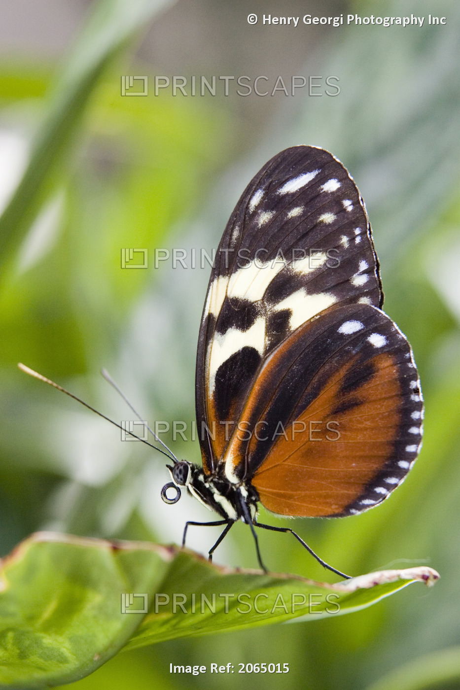Tiger Longwing Butterfly (Heliconius Hecale) Resting On Leaf, Niagara Butterfly ...