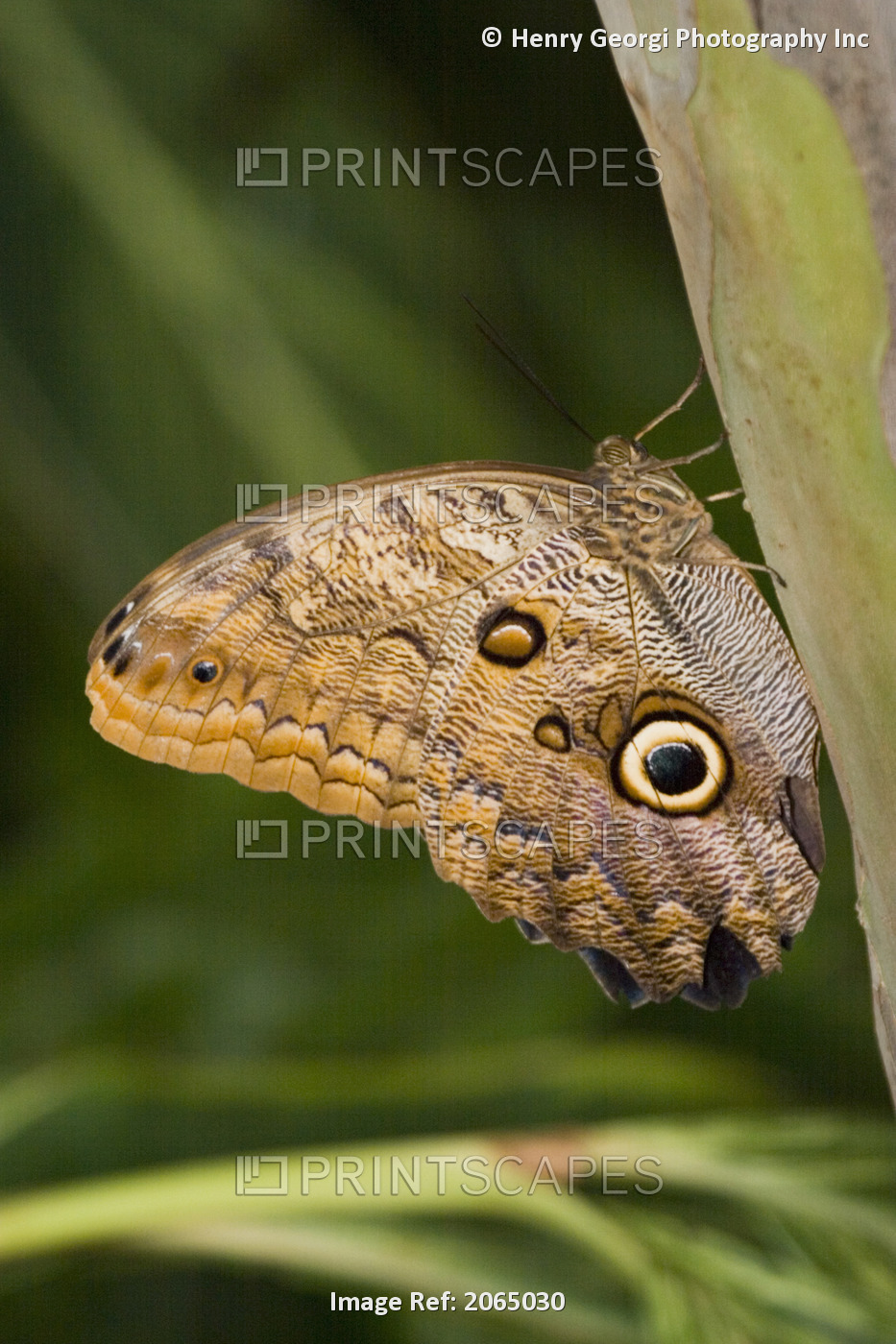 Owl Butterfly (Caligo Idomeneus) Resting On Trunk, Niagara Butterfly ...