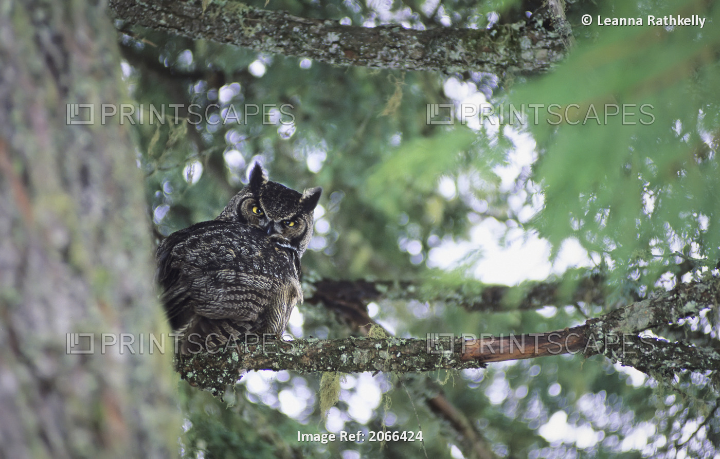 Owl Peeks At Camera From Behind Old Douglas Fir Tree, Whistler, Bc Canada
