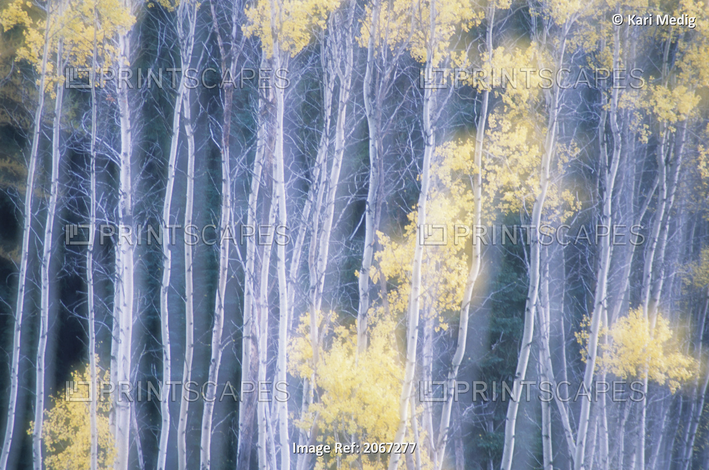 Poplar Trees In Autumn, Grey Creek Pass, East Kootenays, British Columbia, ...