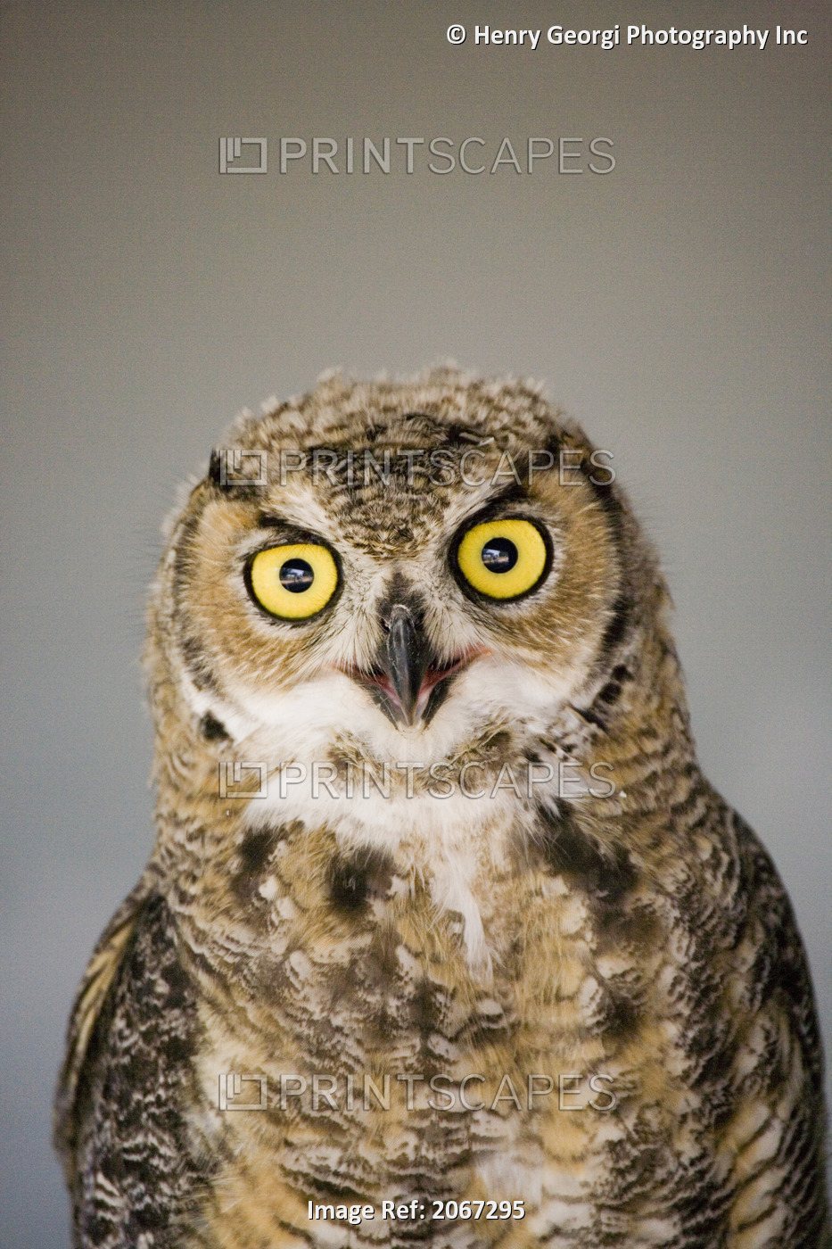 Immature Great Horned Owl (Bubo Virginianus), Alberta Bird Of Prey Centre, ...