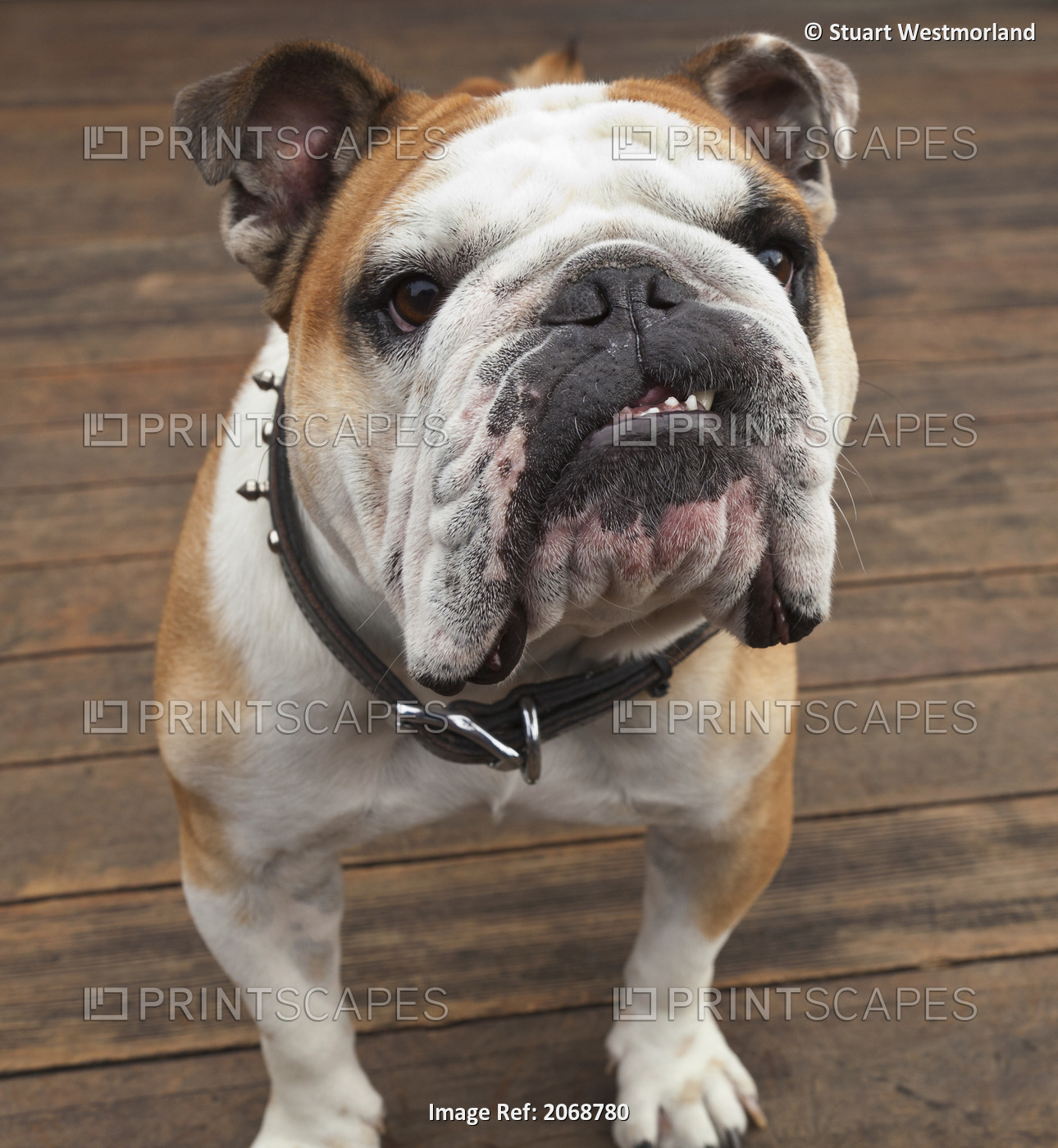 Purebred English Bulldog; Pacifica, California, United States of America