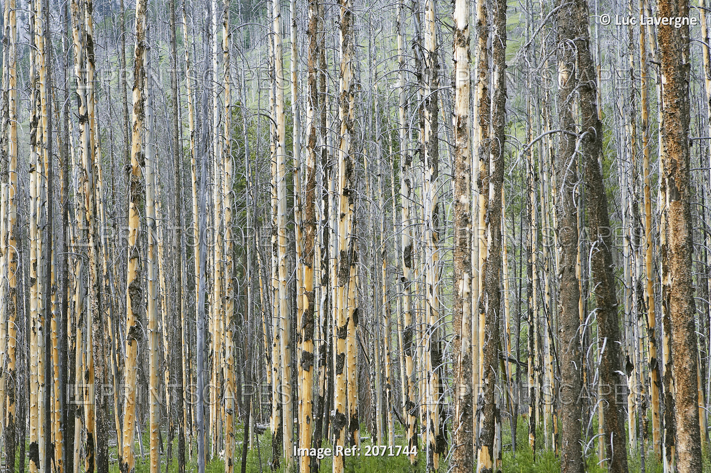Trees In Banff, Alberta