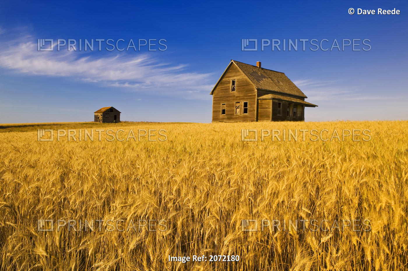 Abandoned Farm House, Wind-Blown Durum Wheat Field Near Burstall, Saskatchewan