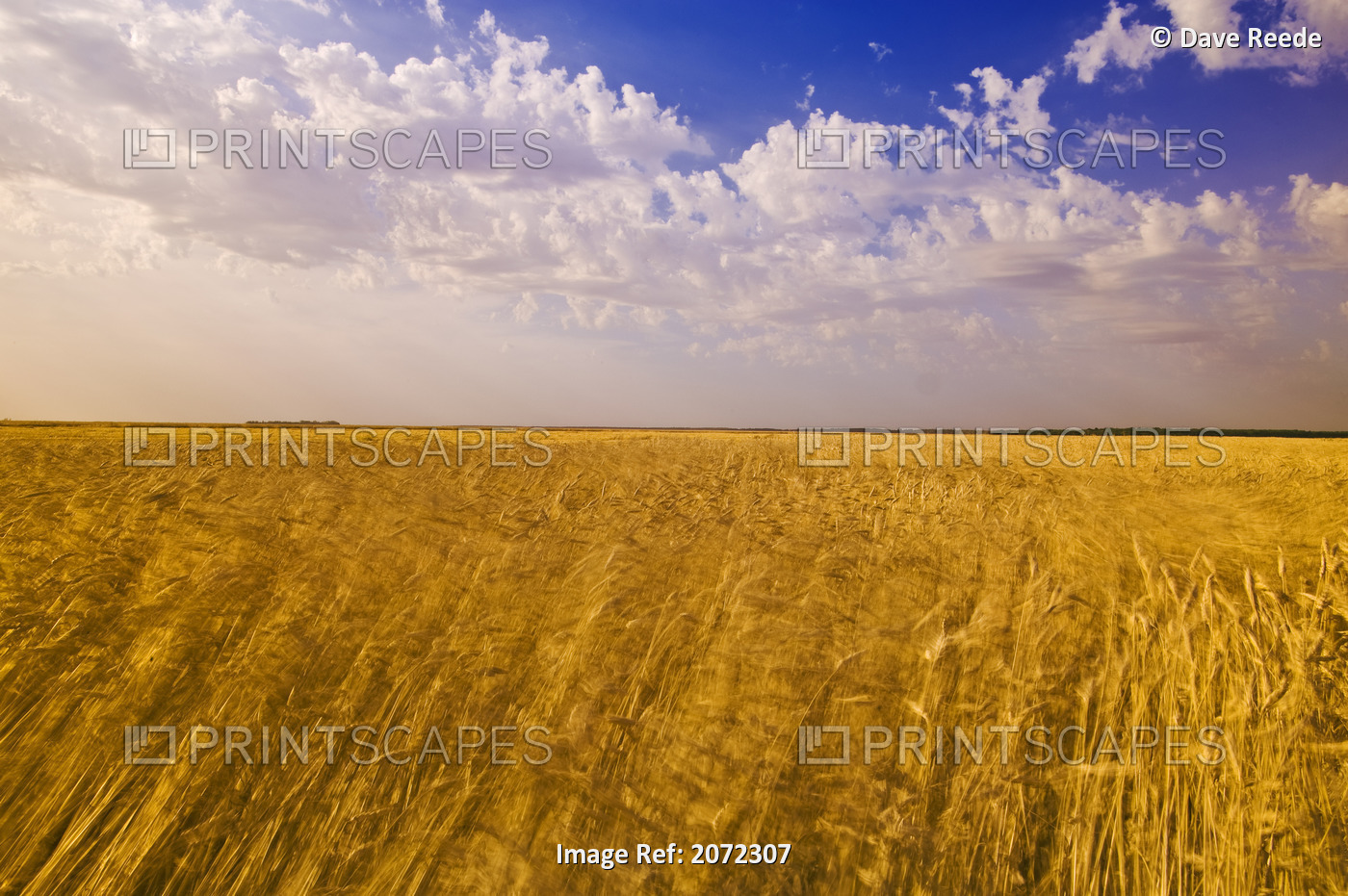 Field Of Wind-Blown Mature Wheat Near La Salle, Manitoba, Canada