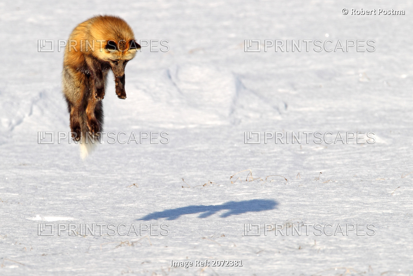 A Cross Fox Leaps Into The Air While Hunting For Mice, Dempster Highway, Yukon, ...