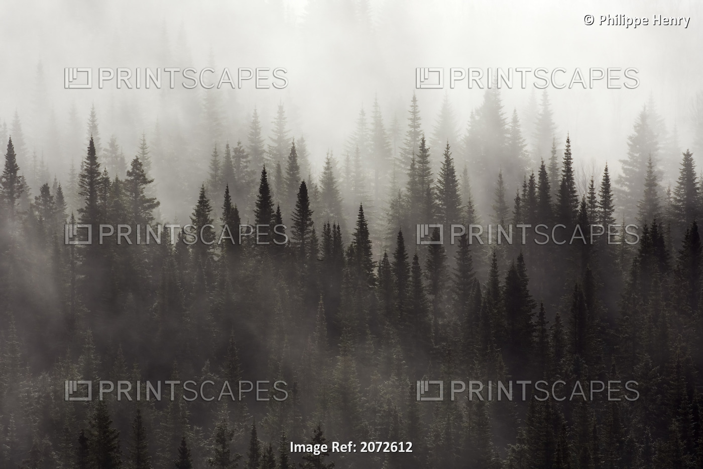 Coniferous Forest And First Snowfall, Mount Ernest Laforce Area, Gaspesie ...