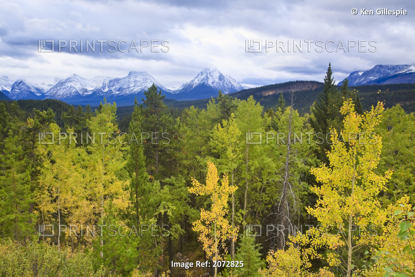 Fall Colours, Aspen And Pine Trees, Jasper National Park, Alberta