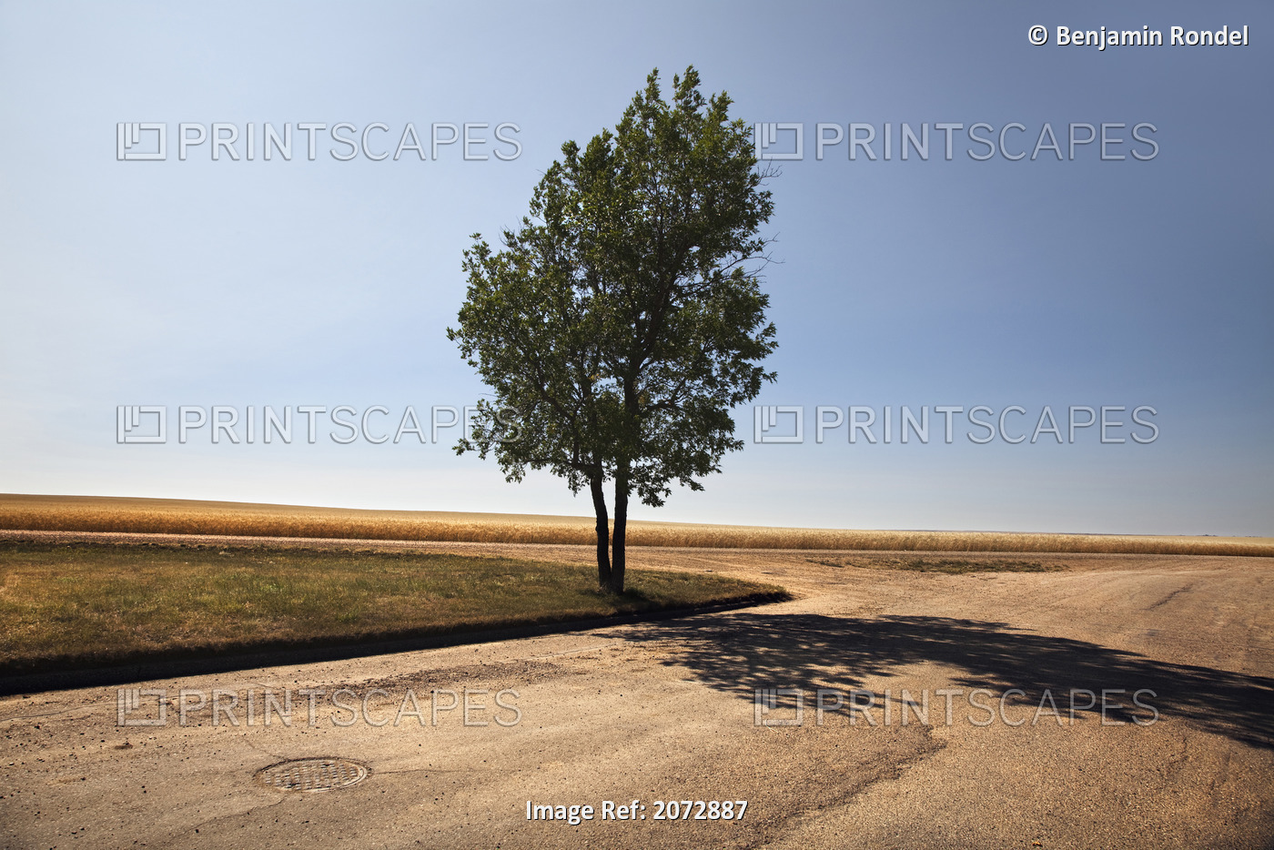 One Tree At Edge Of Small Town Next To Farmer's Fields, Saskatchewan