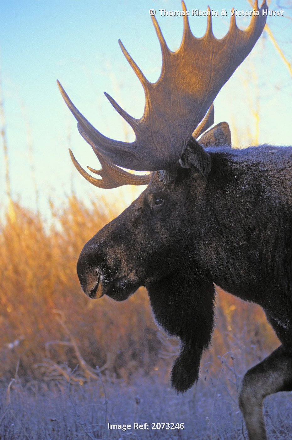 Tk0235, Thomas Kitchin; Bull Moose At Dawn. Autumn. Rocky Mountains. Alces ...
