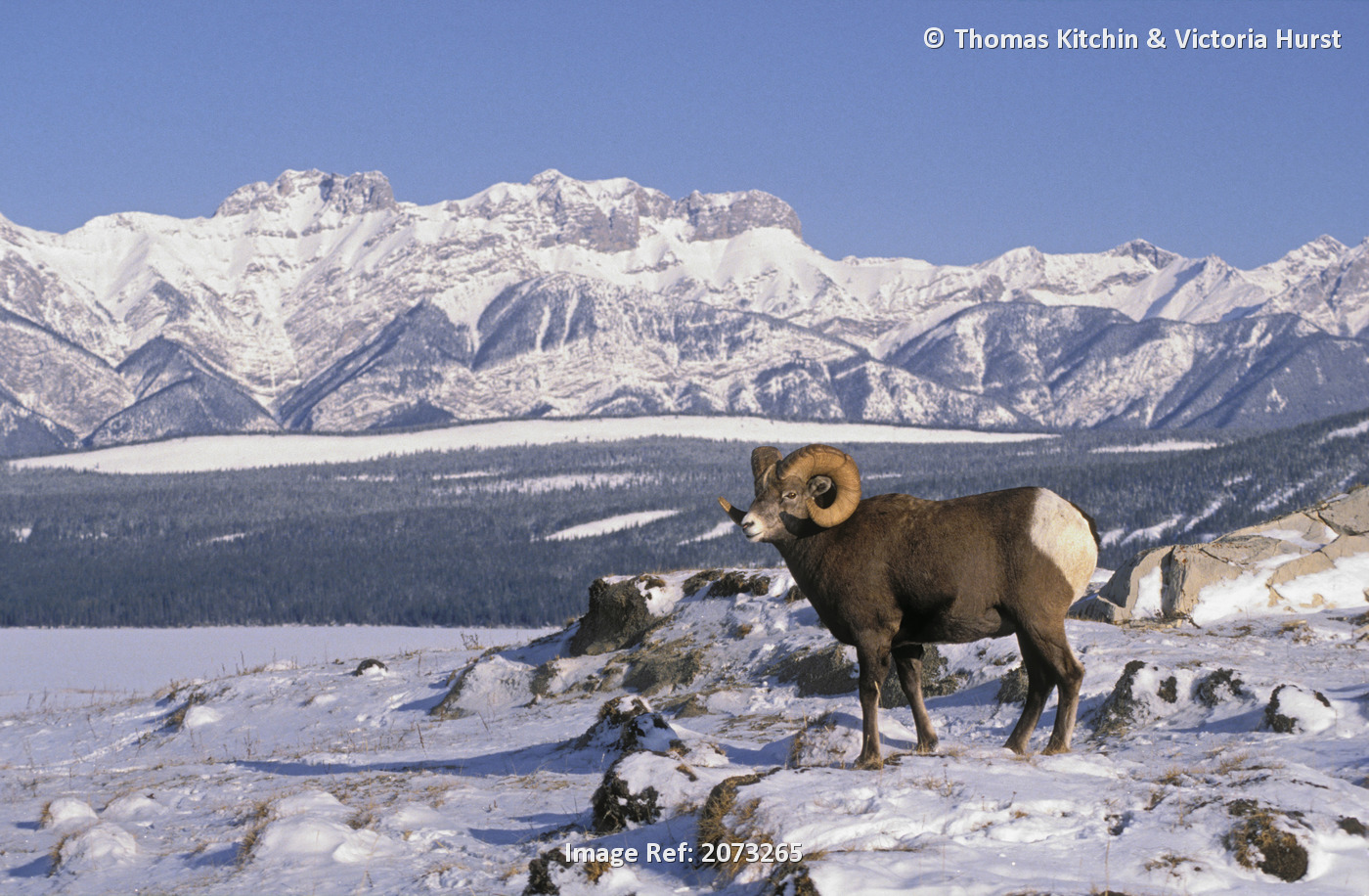 Tk0374, Thomas Kitchin; Bighorn Ram. Rocky Mountains. Jasper Naational Park, ...