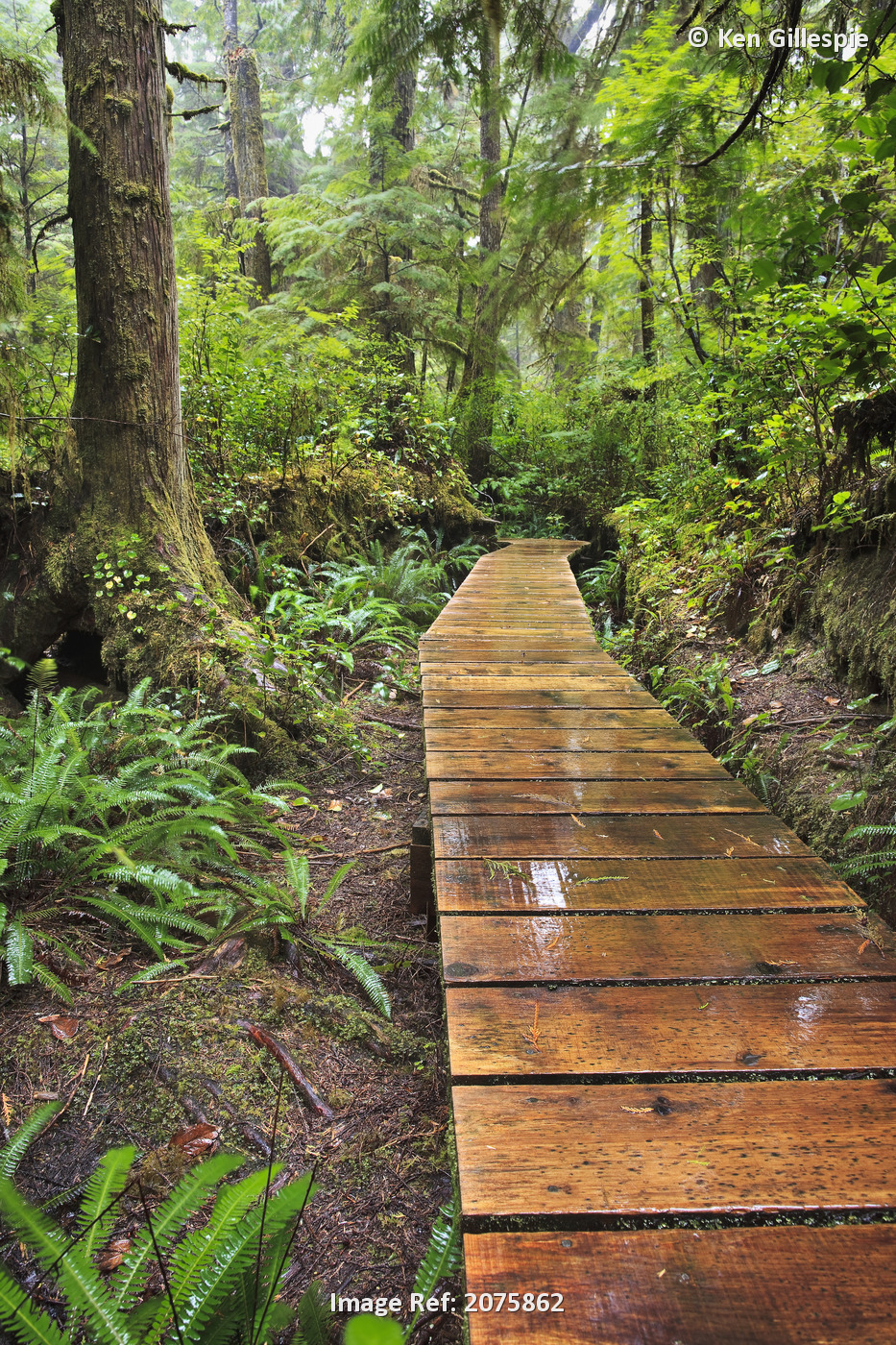 Boardwalk On The Rainforest Trail In Pacific Rim National Park; Vancouver ...