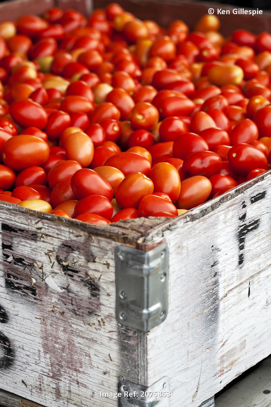 Roma Tomatoes At An Outdoor Market In The Okanagan Valley; Osoyoos British ...