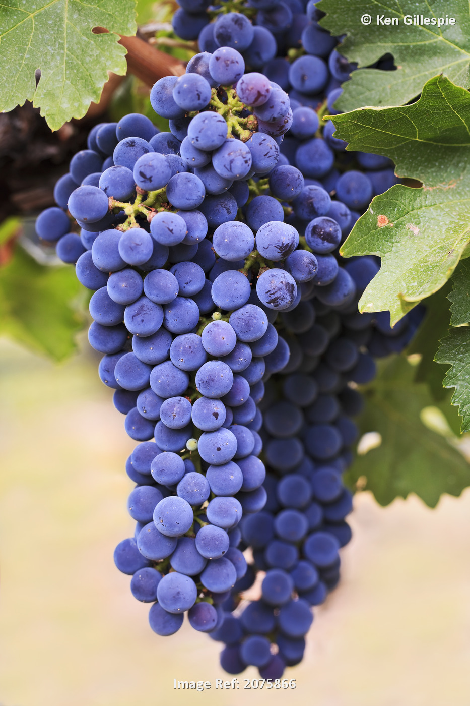 Grapes (Merlot Red Wine Variety) Growing On The Vine In Okanagan Valley; ...