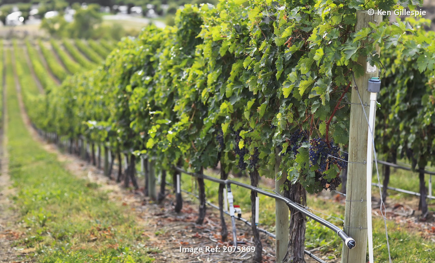 Grapevines At A Vineyard In The Okanagan Valley; Osoyoos British Columbia Canada
