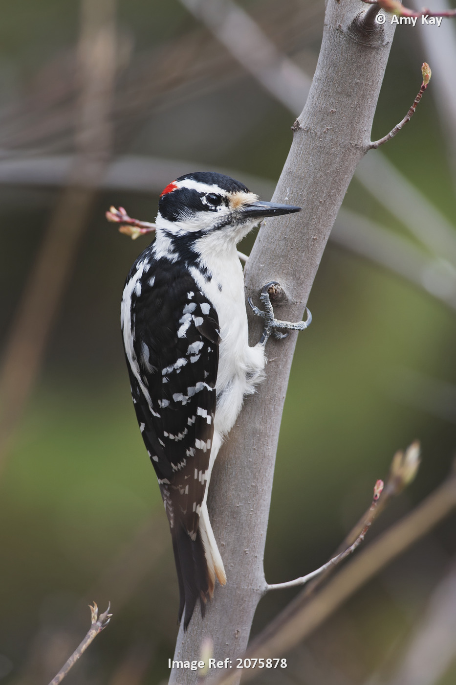 Hairy Woodpecker (Picoides Villosus) Perched On Small Tree; Southeastern ...