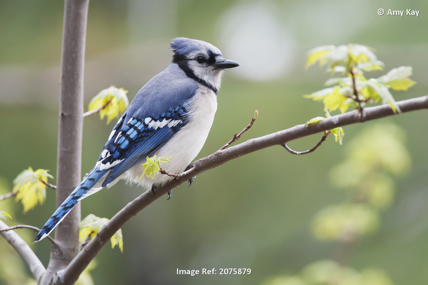 Blue Jay (Cyanocitta Cristata) Perched On Budding Maple Tree In Springtime; ...