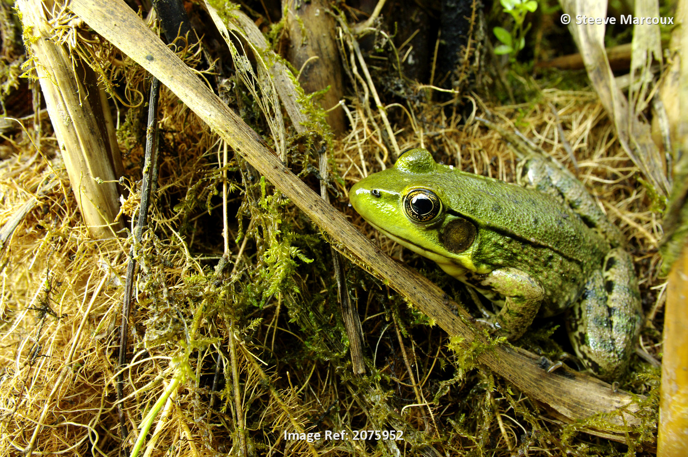 Green Frog (Rana Clamitans); Pointe-Des-Cascades Quebec Canada