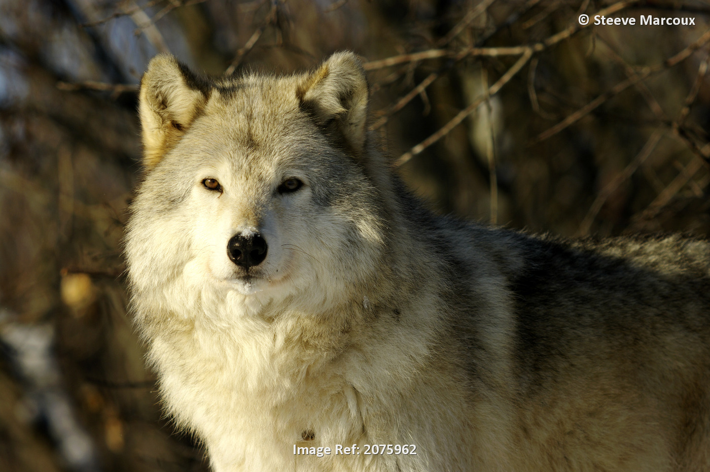 Grey Wolf (Canis Lupus) In Ecomuseum Zoo; Ste-Anne-De-Bellevue Quebec Canada