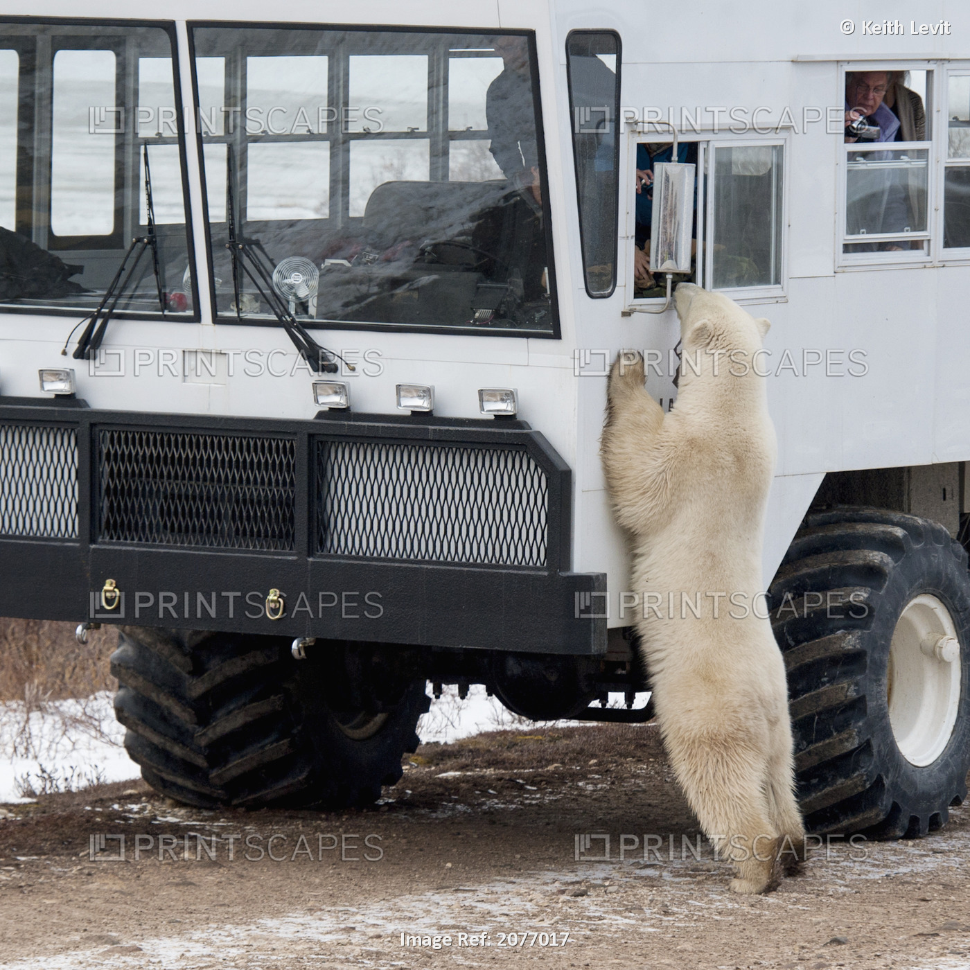 A Polar Bear Standing Against A Tundra Vehicle As Tourists Take Pictures Out ...