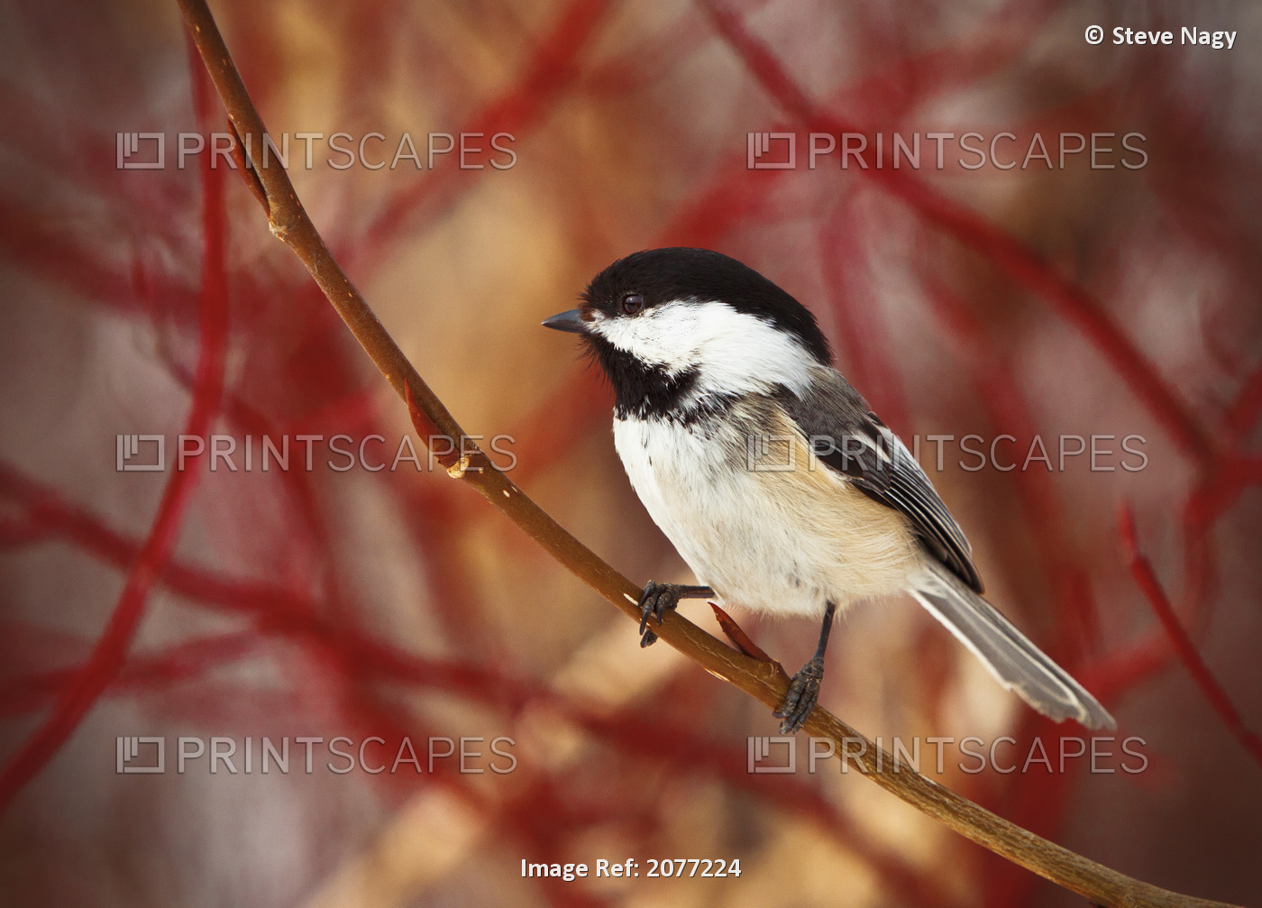 A Chickadee Sits On A Tree Branch With Red Twigs In The Background; Spruce ...