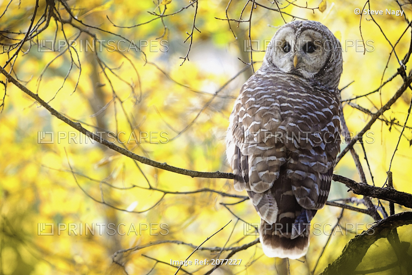 Barred Owl (Strix Varia); Pigeon Lake, Alberta, Canada