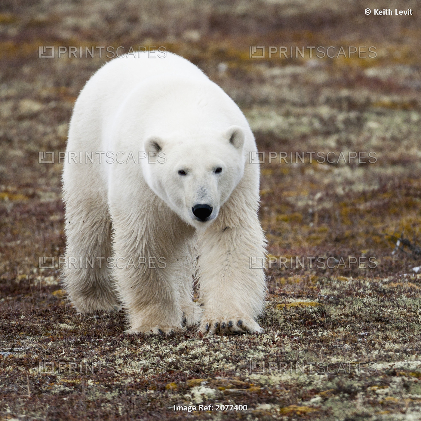 A Polar Bear (Ursus Maritimus) Walking On The Tundra; Churchill, Manitoba, ...