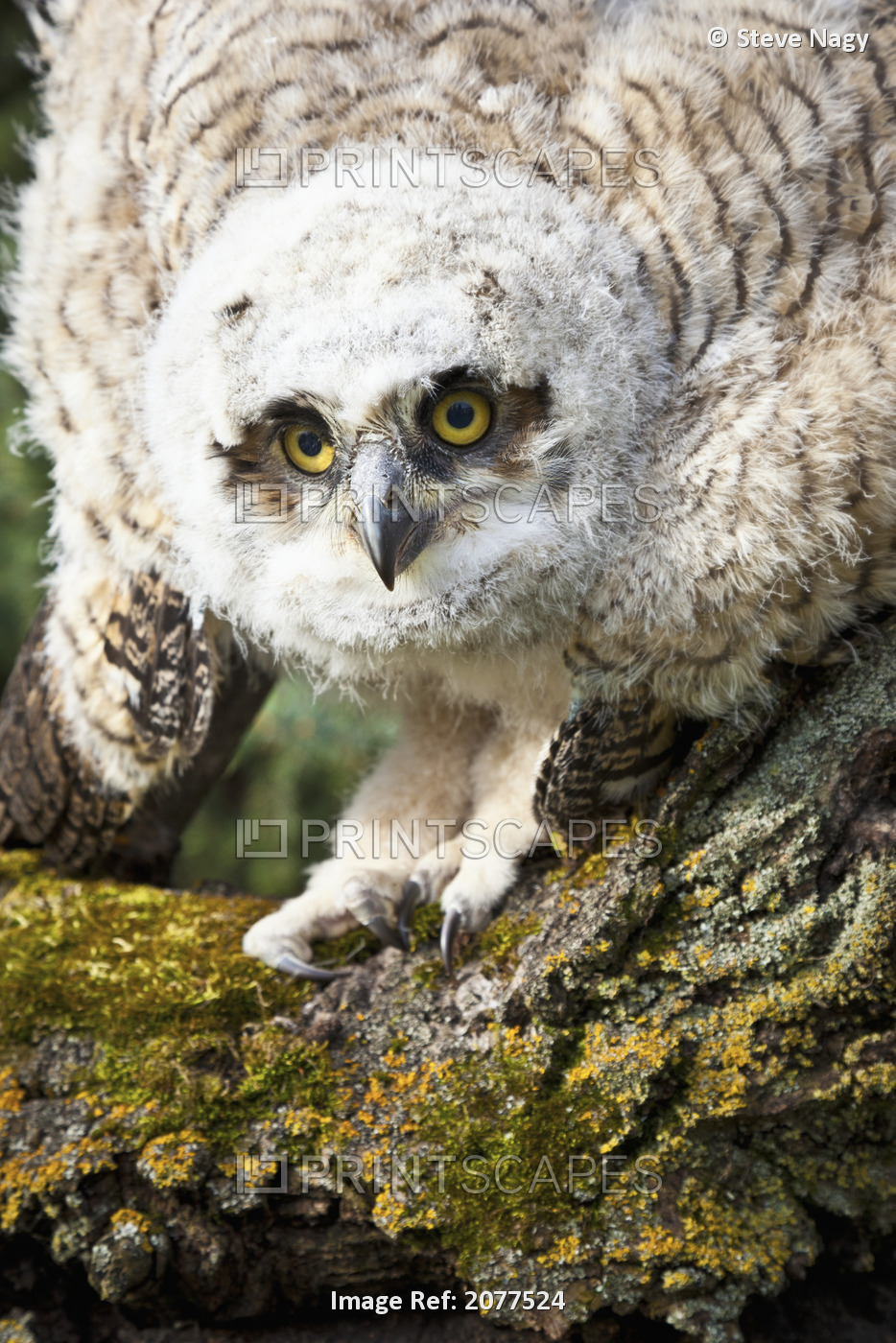 Baby Great Horned Owl (Bubo Virginianus); Leduc County, Alberta, Canada