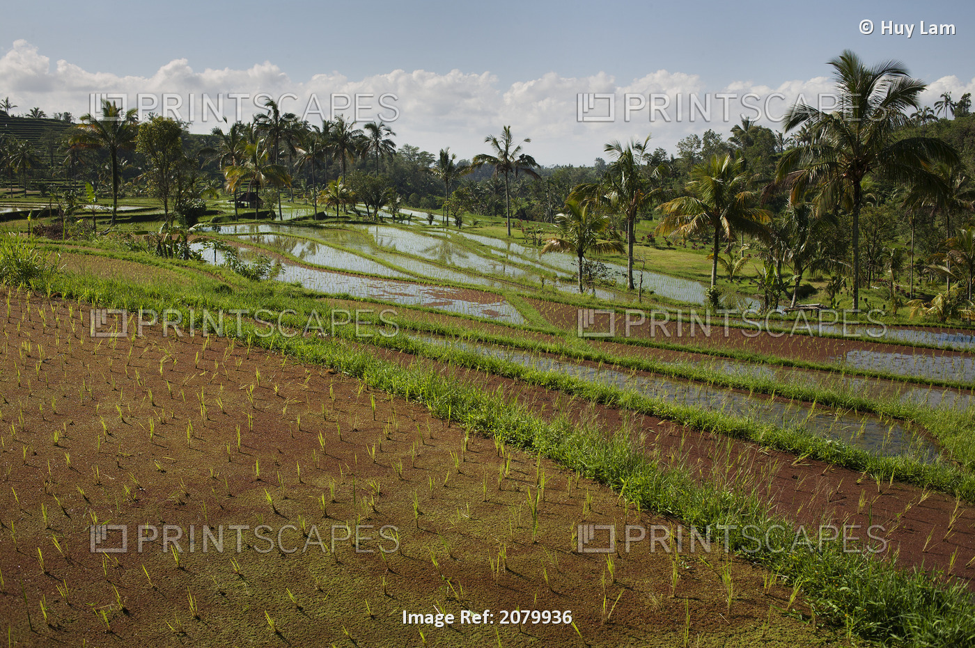 Rice Fields; Jatiluwih Bali Indonesia