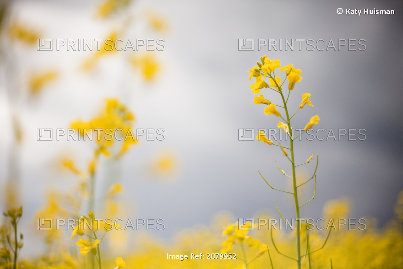 Detail Of Flowering Canola; Rocky Mountain House, Alberta, Canada