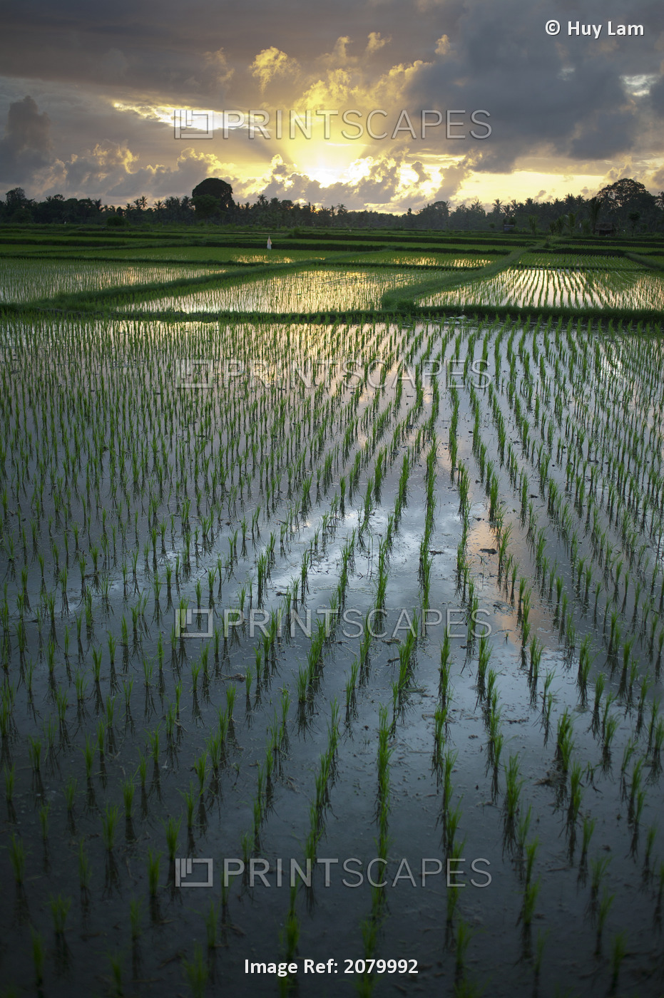 Rice Fields Near Ubud; Bali, Indonesia