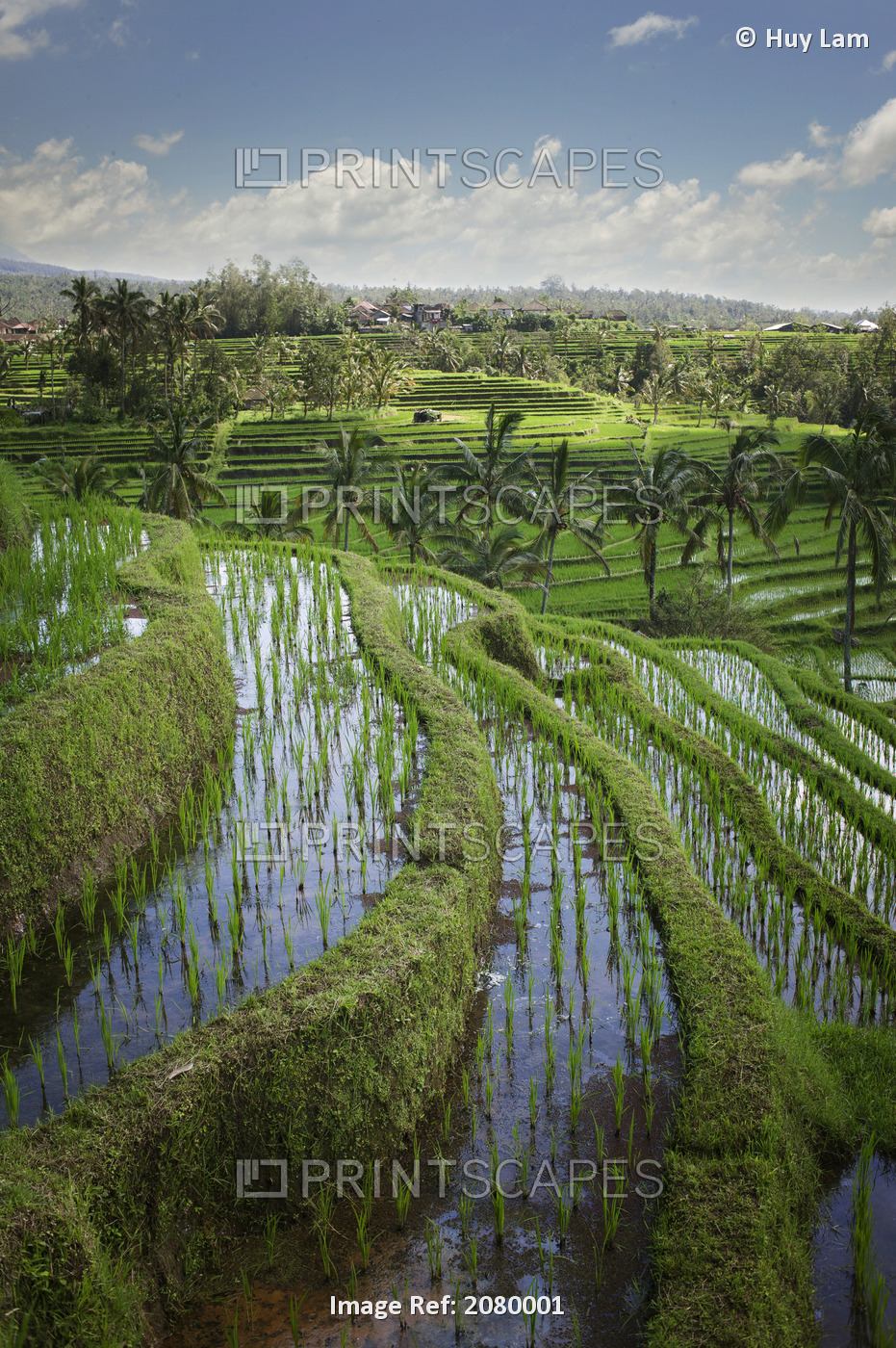 Rice Fields; Jatiluwih, Bali, Indonesia