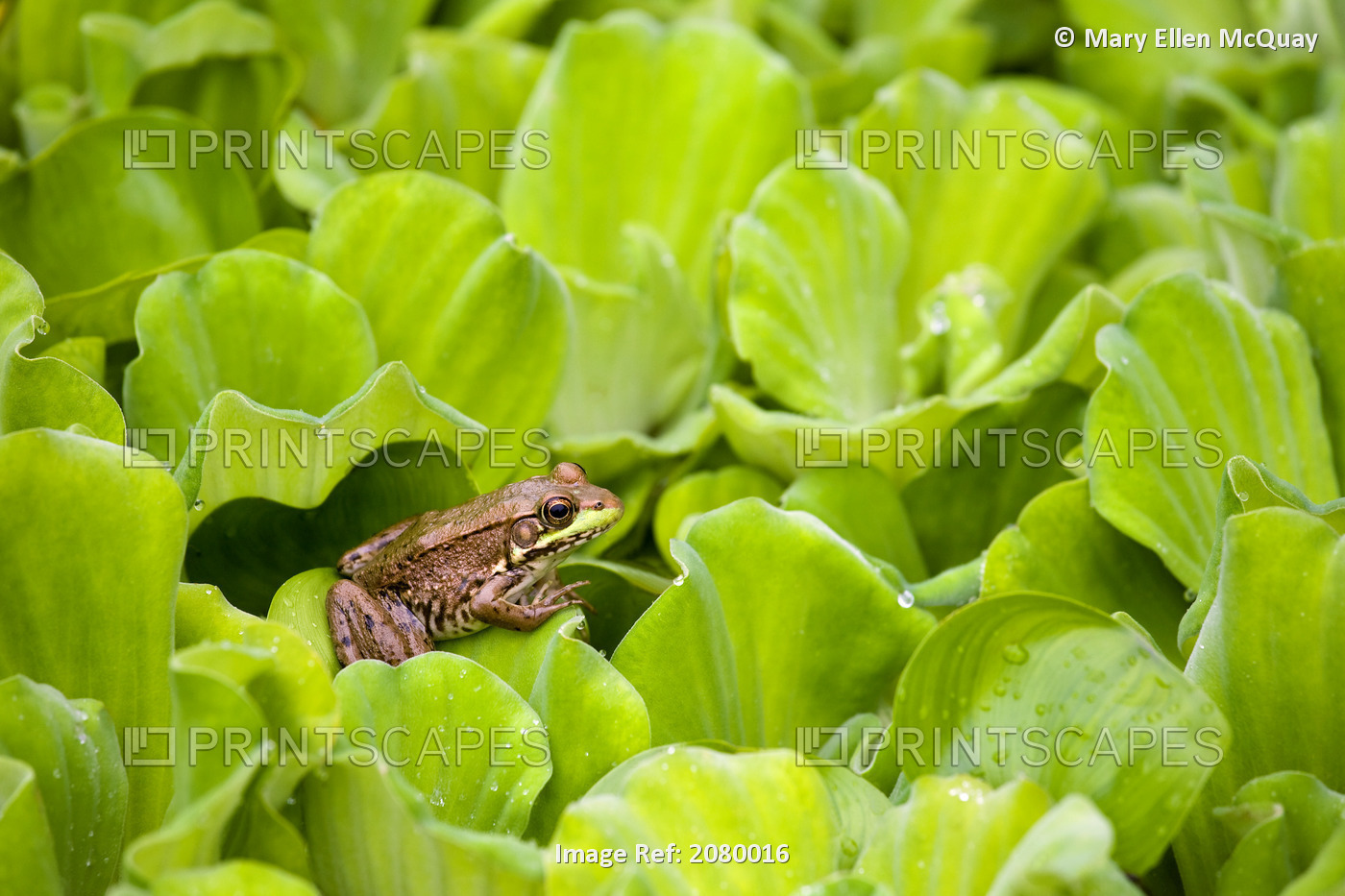 Leopard Frog Perching On Water Lettuce; Ontario, Canada