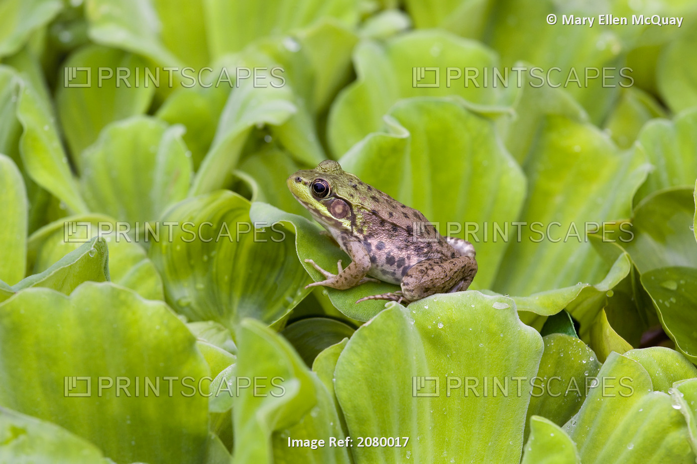 Leopard Frog Resting On Water Lettuce; Ontario, Canada
