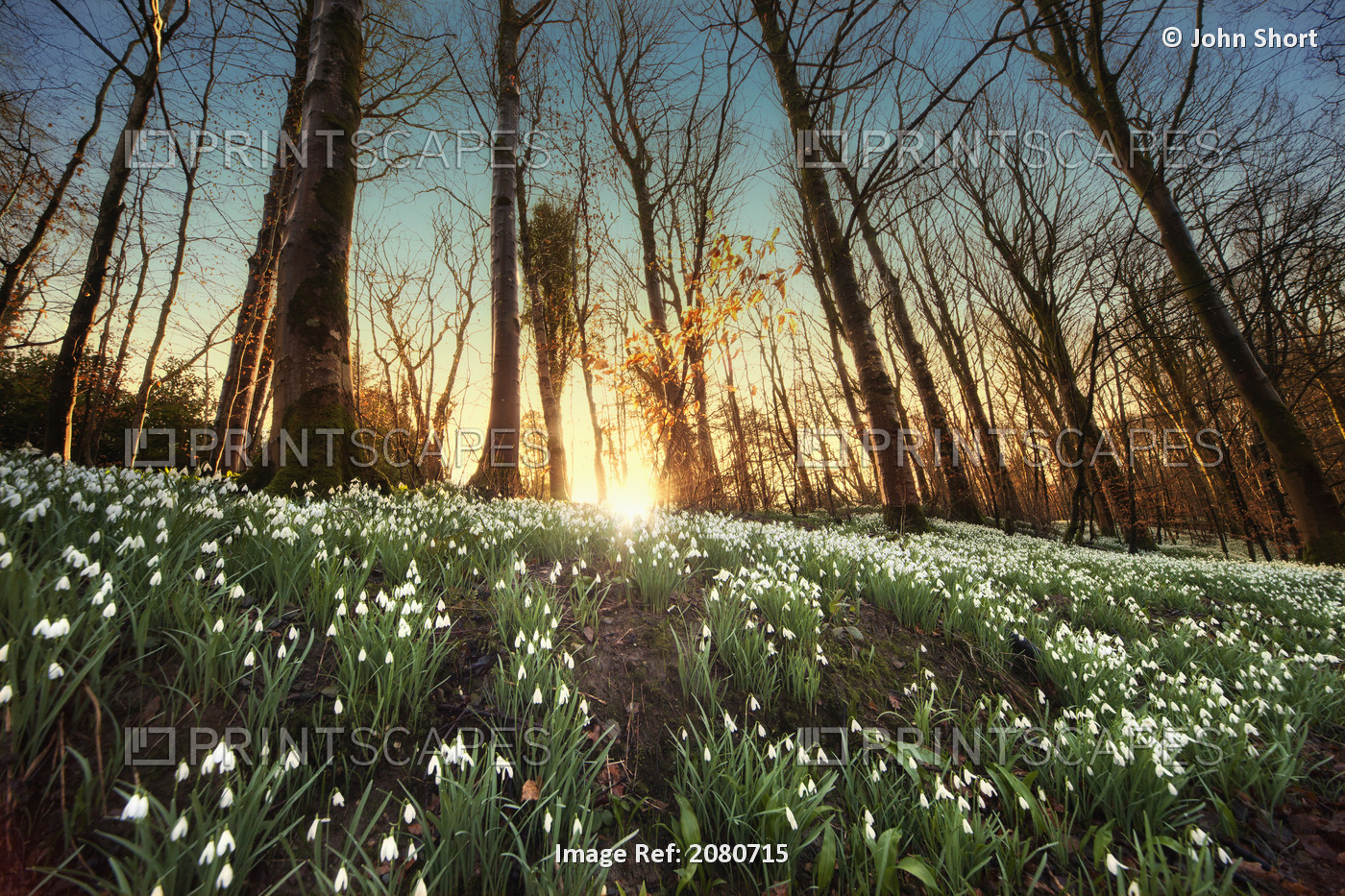 An Abundance Of Snowdrops (Galanthus) On The Forest Floor At Sunset; Gatehouse ...