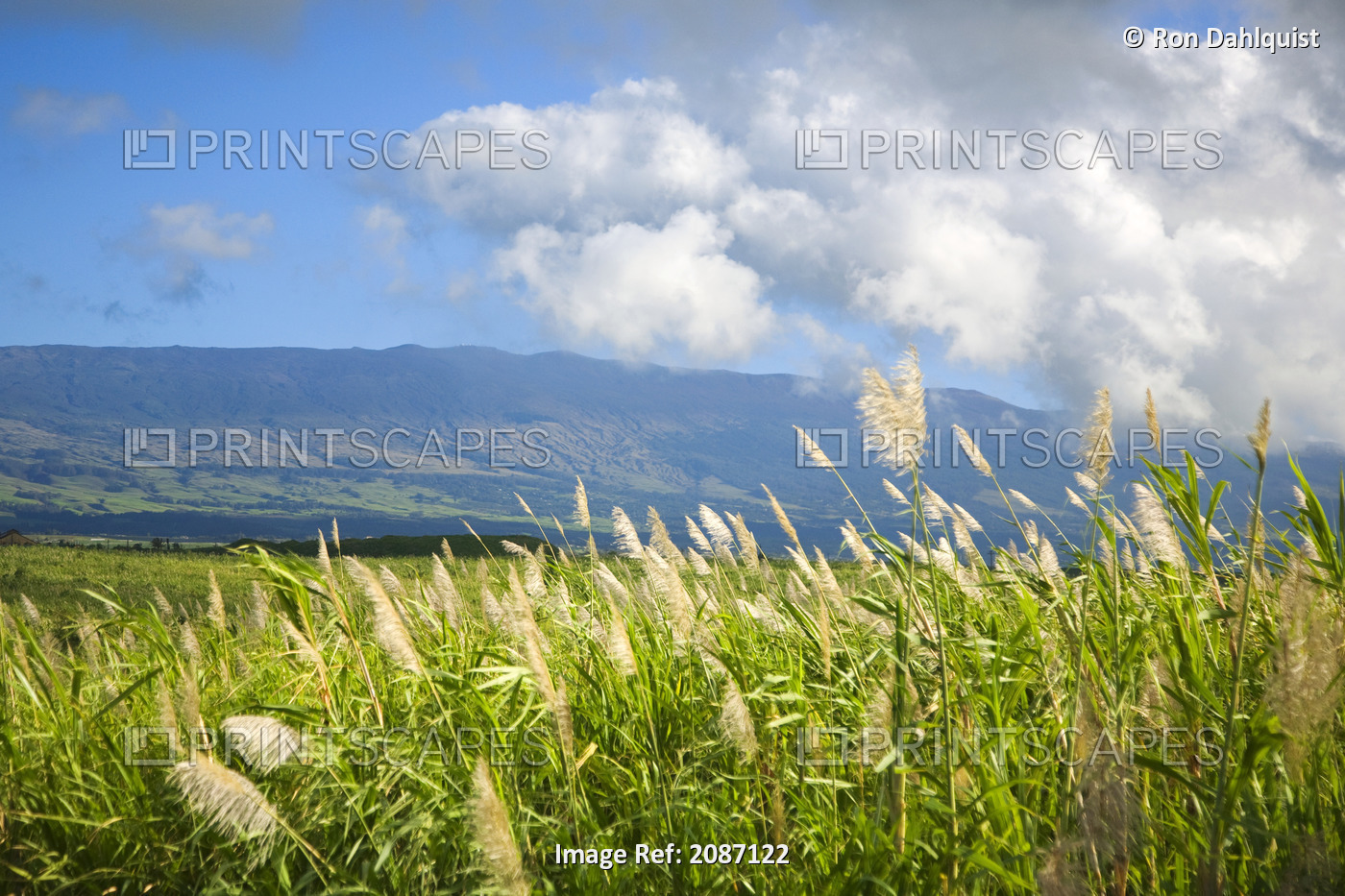 Hawaii, Maui, Haleakala in the distance, sugar cane field