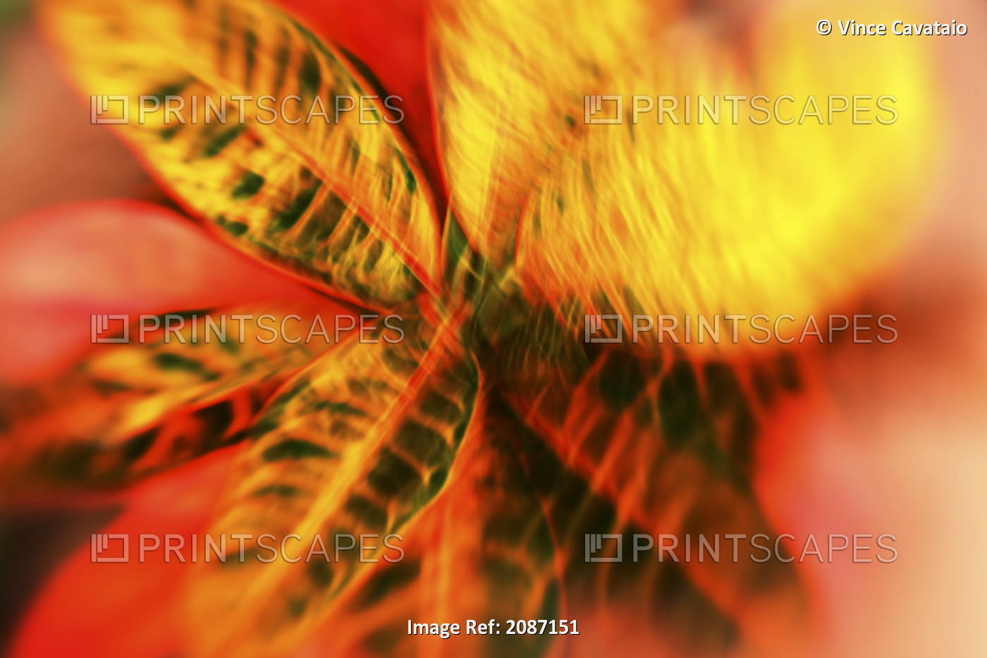 Hawaii, Oahu, Abstract image of a colorful Croton plant.