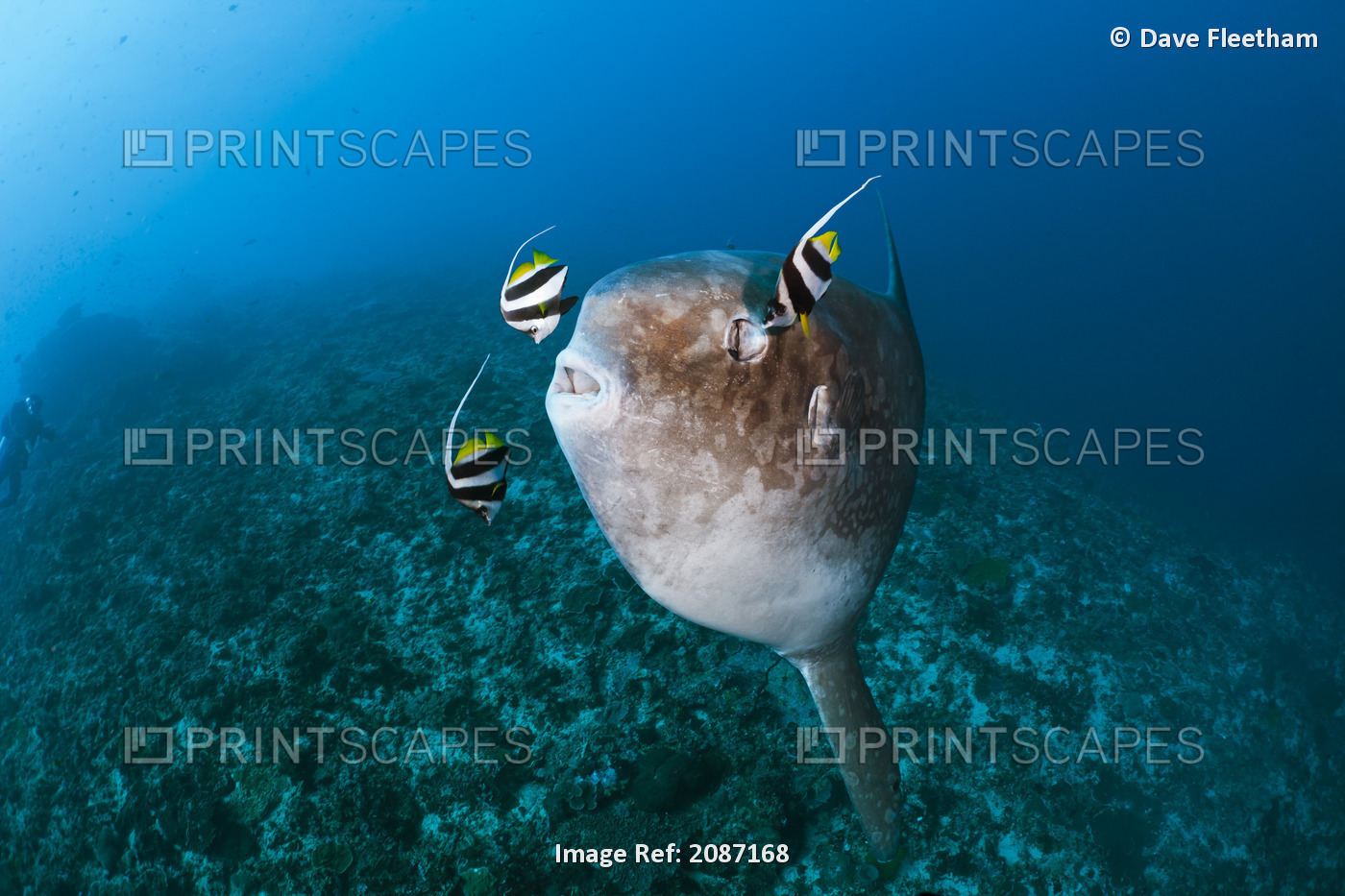 Indonesia, Bali Island, Nusa Penida, Crystal Bay, Ocean Sunfish (Mola mola) ...
