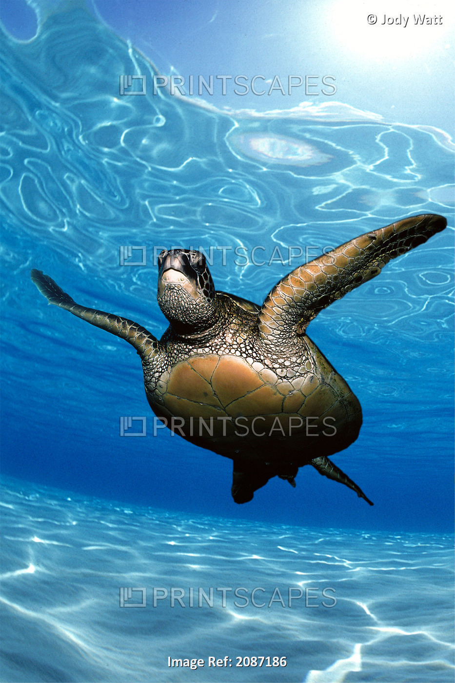 Green sea turtle (Chelonia mydas) surface reflections, sandy bottom