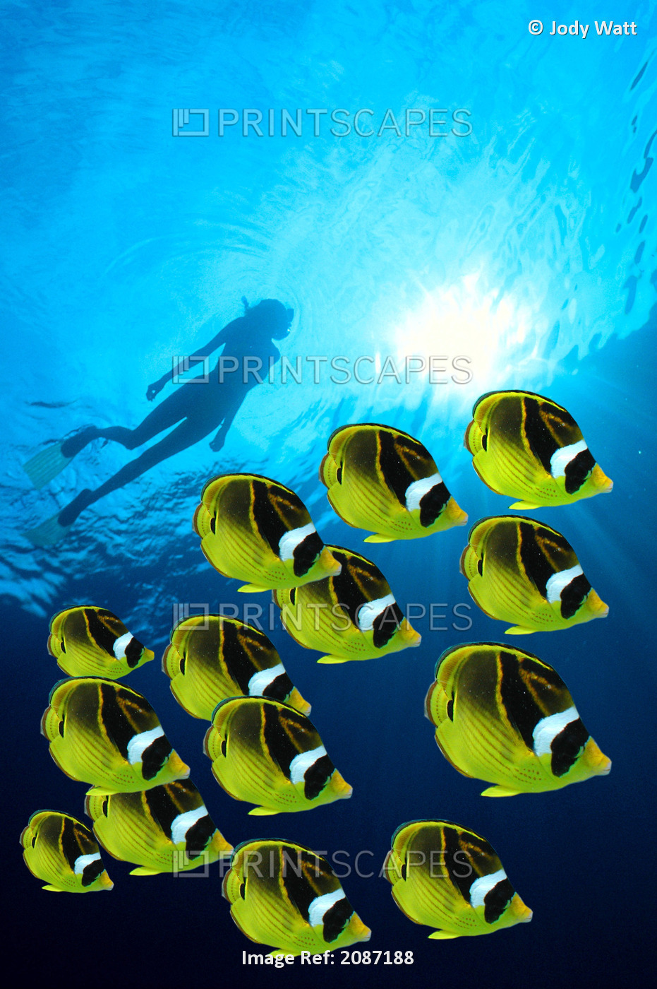 Raccoon Butterflyfish school foreground, woman snorkeler silhouetted surface ...