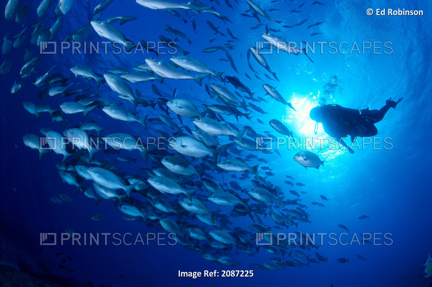 Midway Atoll, brown chub school (Kyphosus bigibbus) and diver silhouette, ...