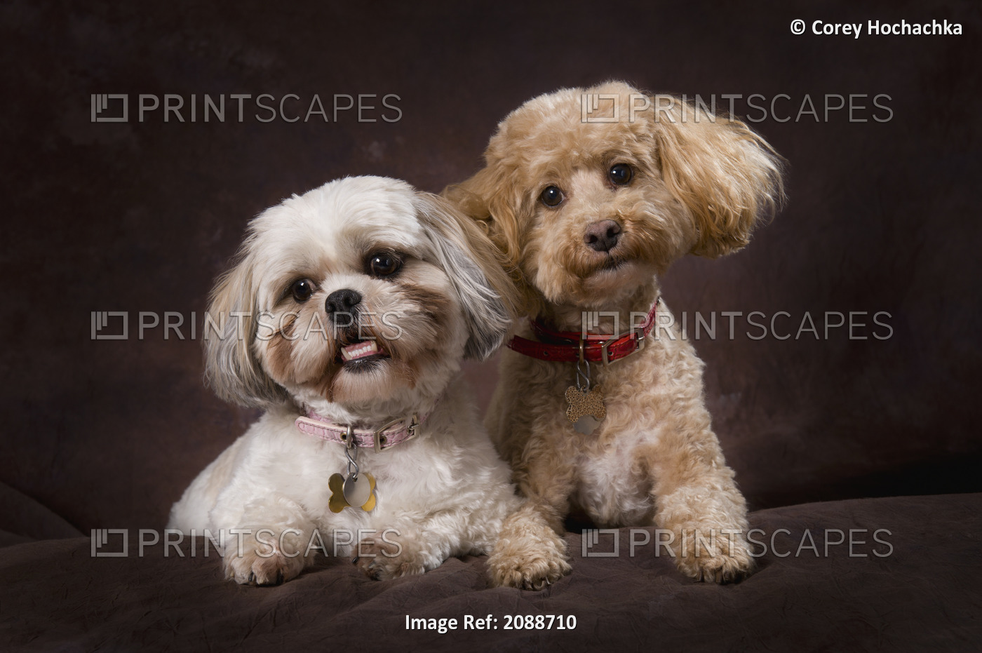 A Shihtzu And A Poodle On A Brown Backdrop; St. Albert, Alberta, Canada