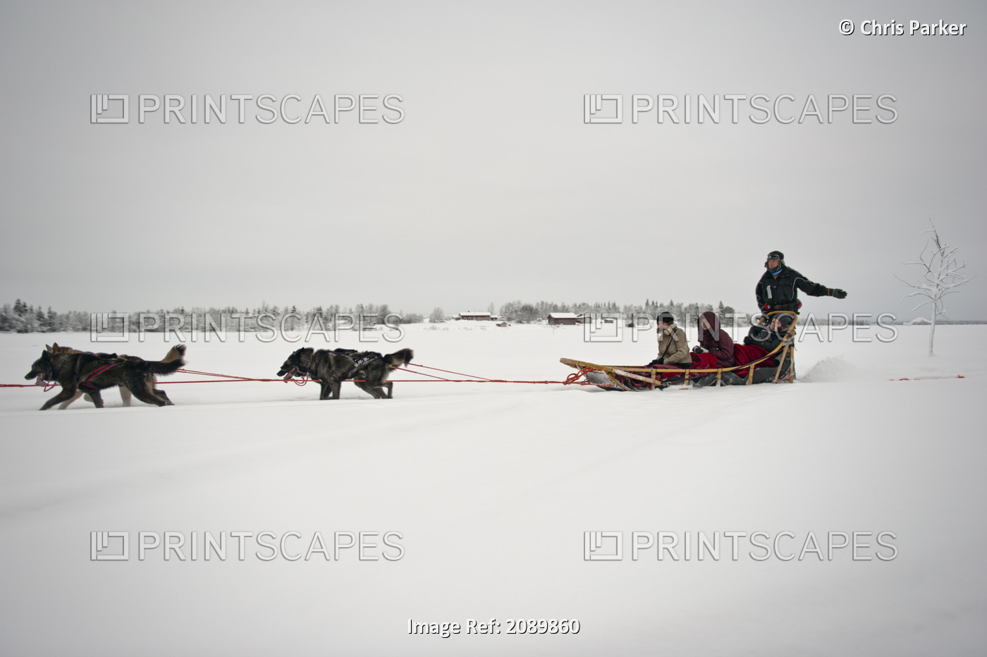 Husky Sled Tour At The Polar Speed Husky Farm, Levi, Lapland, Finland