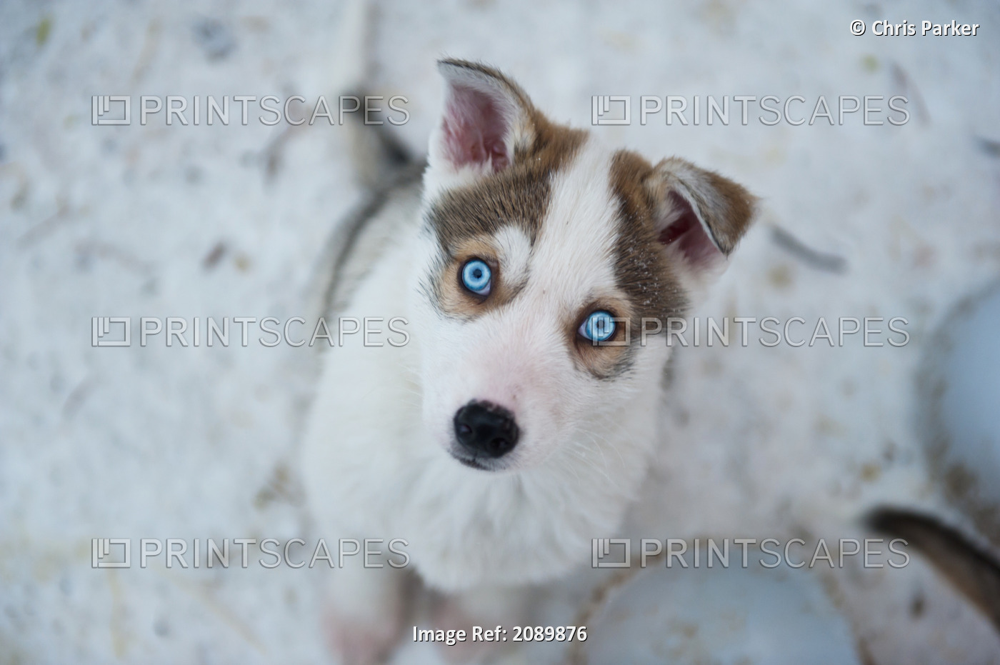 A Young Siberian Husky Pup With Piercing Ice-Blue Eyes At Polar Speed Husky ...